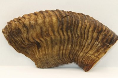 Section de corne de bélier aplatie, ref:CBLR61246