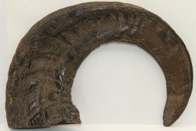 Corne de bélier aplatie, ref:CBLR61251