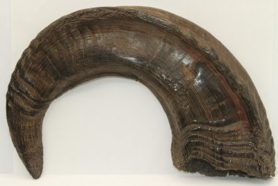 Corne de bélier aplatie, ref:CBLR61252