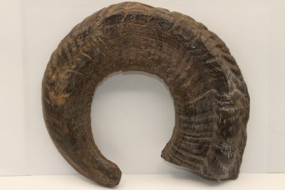 Corne de bélier aplatie, ref:CBLR67050
