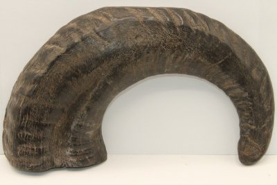 Corne de bélier aplatie, ref:CBLR67052