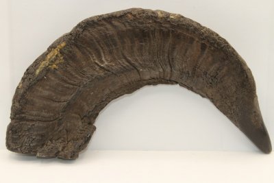 Corne de bélier aplatie, ref:CBLR67054
