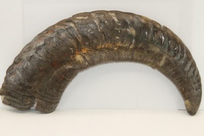 Corne de bélier aplatie, ref:CBLR67055