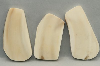 Plaquettes pour la coutellerie, lot, défense de phacochère, ref:PPHACO69616