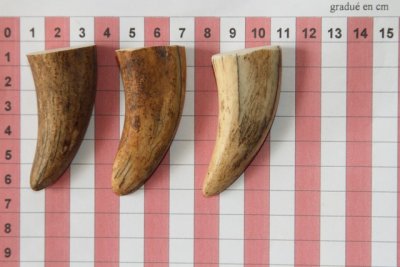 Pointes de dents de phacochère, lot de 3, ref:PHACOpT69713