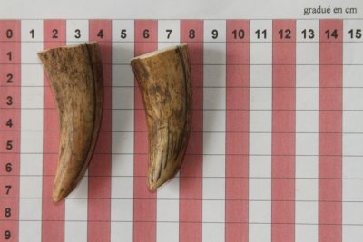 Pointes de dents de phacochère, lot de 2, ref:PHACOpT69724