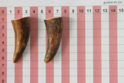 Pointes de dents de phacochère, lot de 2, ref:PHACOpT69725