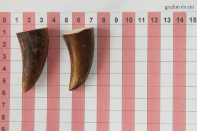 Pointes de dents de phacochère, lot de 2, ref:PHACOpT69726