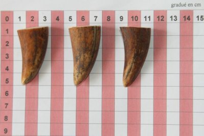 Pointes de dents de phacochère, lot de 3, ref:PHACOpT69714