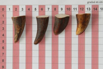 Pointes de dents de phacochère, lot de 4, ref:PHACOpT69716