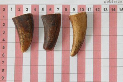 Pointes de dents de phacochère, lot de 3, ref:PHACOpT69715