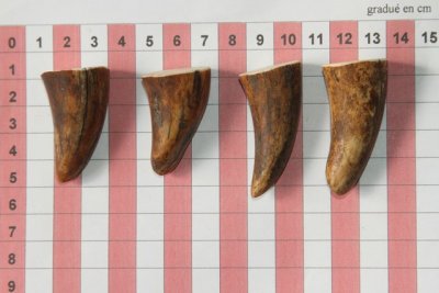 Pointes de dents de phacochère, lot de 4, ref:PHACOpT69717