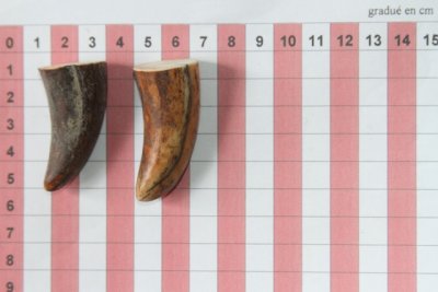 Pointes de dents de phacochère, lot de 2, ref:PHACOpT69719