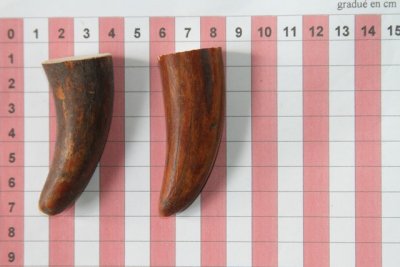 Pointes de dents de phacochère, lot de 2, ref:PHACOpT69720