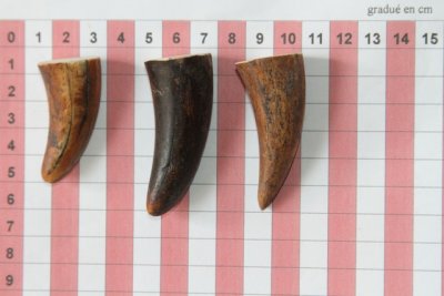 Pointes de dents de phacochère, lot de 3, ref:PHACOpT69718