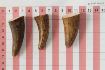 Pointes de dents de phacochère, lot de 3, ref:PHACOpT69723