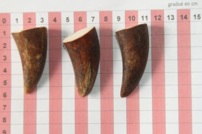 Pointes de dents de phacochère, lot de 3, ref:PHACOpT69721