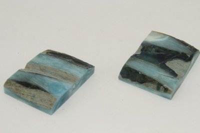 Mitres, défense de phacochère stabilisée bleue, ref:MPHACOs72155