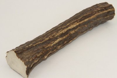 Cerf Sambar, merrain, ref:MSamb72241