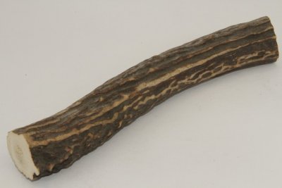 Cerf Sambar, merrain, ref:MSamb72242