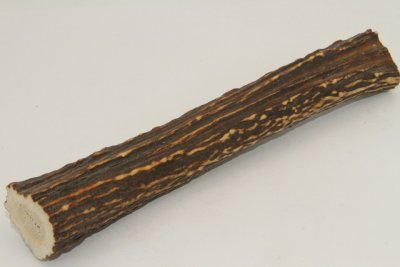 Cerf Sambar, merrain, ref:MSamb72243