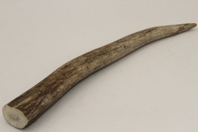 Cerf Sambar, andouiller, ref:AnSamb72244