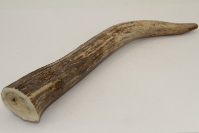 Cerf Sambar, andouiller, ref:AnSamb72246