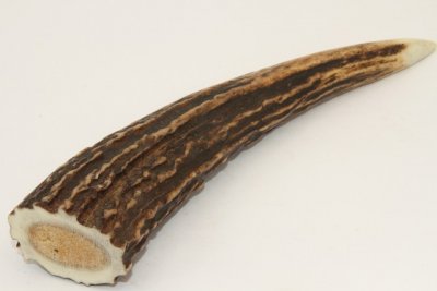 Cerf Sambar, andouiller, ref:AnSamb72245