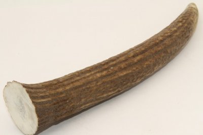 Cerf Sambar, andouiller, ref:AnSamb72247