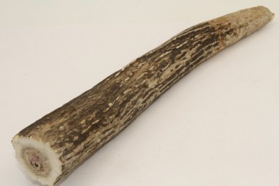 Cerf Sambar, andouiller, ref:AnSamb72248