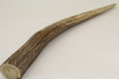 Cerf Sambar, andouiller, ref:AnSamb72249