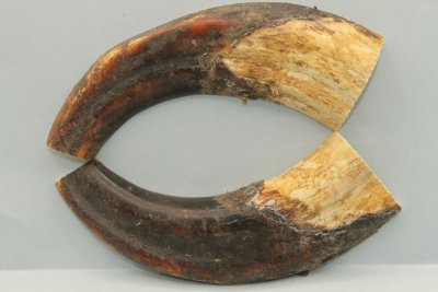 Défense de phacochère, coupée en deux, ref:PHACOc72307