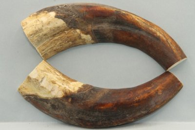 Défense de phacochère, coupée en deux, ref:PHACOc72309