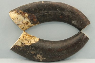 D&eacute;fense de phacoch&egrave;re, coup&eacute;e en deux, ref:PHACOc73453