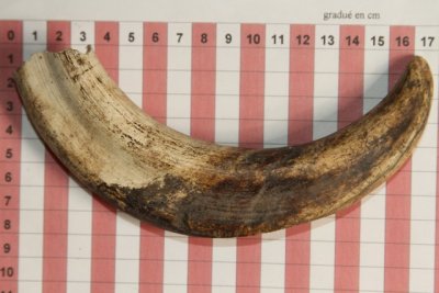 D&eacute;fense de phacoch&egrave;re, ref:PHACOe73455