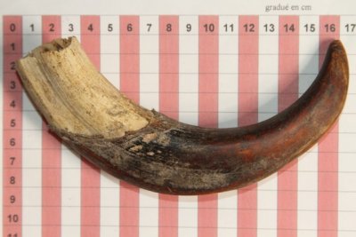 D&eacute;fense de phacoch&egrave;re, ref:PHACOe73456