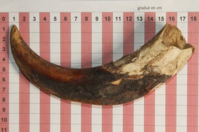 D&eacute;fense de phacoch&egrave;re, ref:PHACOe73457