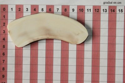 Z-Plaquette pour la coutellerie, d&eacute;fense de phacoch&egrave;re, ref:PPHACO74171