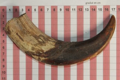 D&eacute;fense de phacoch&egrave;re, ref:PHACOe74252