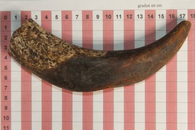 D&eacute;fense de phacoch&egrave;re, ref:PHACOe74253