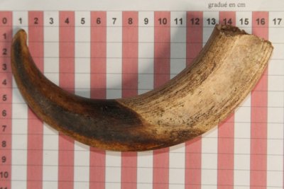 D&eacute;fense de phacoch&egrave;re, ref:PHACOe74254