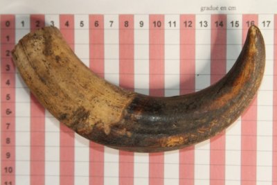 D&eacute;fense de phacoch&egrave;re, ref:PHACOe74255