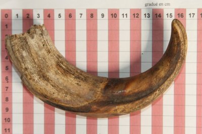 D&eacute;fense de phacoch&egrave;re, ref:PHACOe74256