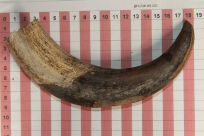 D&eacute;fense de phacoch&egrave;re, ref:PHACOe74257