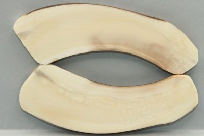 Plaquettes pour la coutellerie, d&eacute;fense de phacoch&egrave;re, ref:PPHACO74327