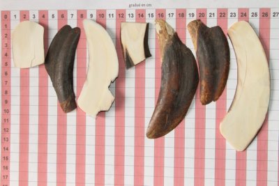 Chutes de d&eacute;coupe de d&eacute;fense de phacoch&egrave;re, ref:PHACOcht74334