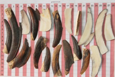 Chutes de d&eacute;coupe de d&eacute;fense de phacoch&egrave;re, ref:PHACOcht74335