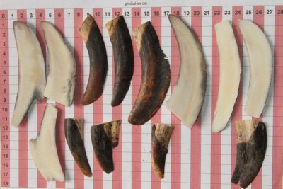 Chutes de d&eacute;coupe de d&eacute;fense de phacoch&egrave;re, ref:PHACOcht74336