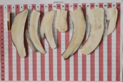 Chutes de d&eacute;coupe de d&eacute;fense de phacoch&egrave;re, ref:PHACOcht74337