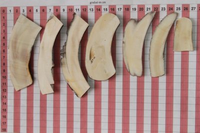 Chutes de d&eacute;coupe de d&eacute;fense de phacoch&egrave;re, ref:PHACOcht74338